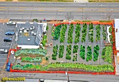 Ted Drewes Christmas Tree Lot